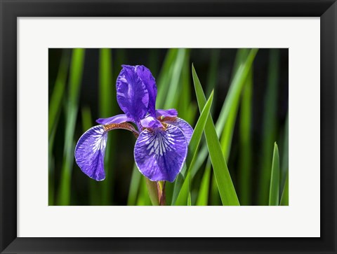 Framed Siberian Iris 2 Print