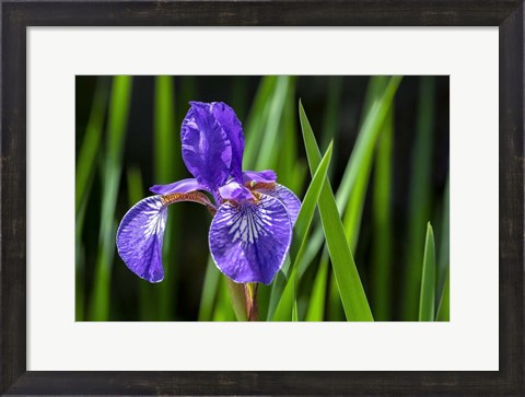Framed Siberian Iris 2 Print