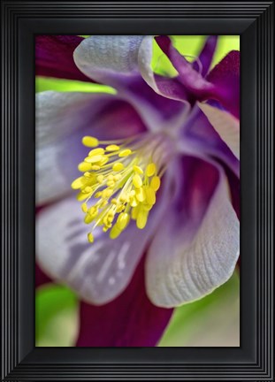 Framed Columbine 1 Print