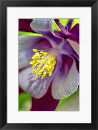 Framed Columbine 1 Print