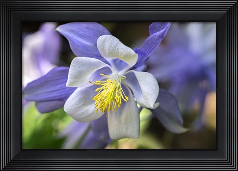 Framed Columbine 2 Print
