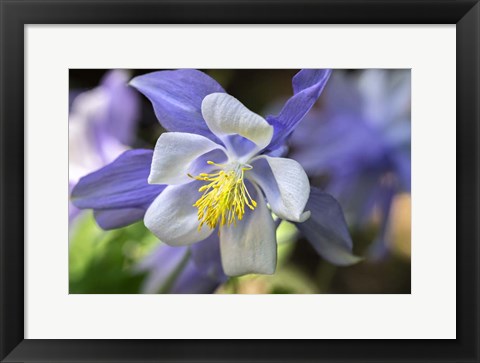 Framed Columbine 2 Print