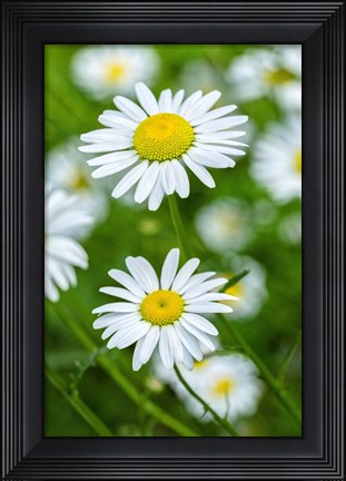 Framed Oxeye Daisy Print