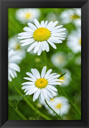 Framed Oxeye Daisy Print