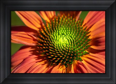 Framed Orange Coneflower Print