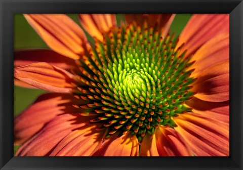 Framed Orange Coneflower Print