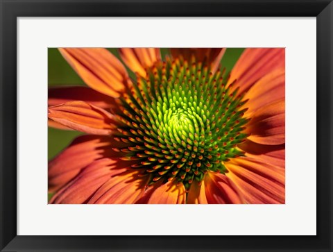 Framed Orange Coneflower Print