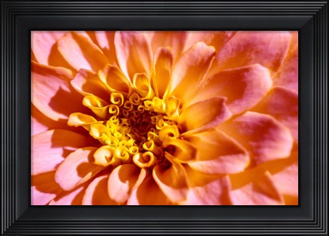 Framed Yellow And Pink Dahlia Print