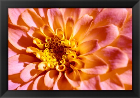 Framed Yellow And Pink Dahlia Print