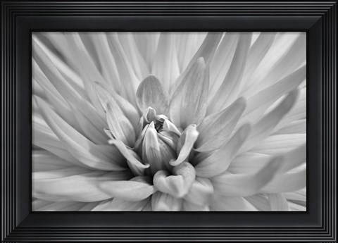 Framed Pink Dahlia A Print