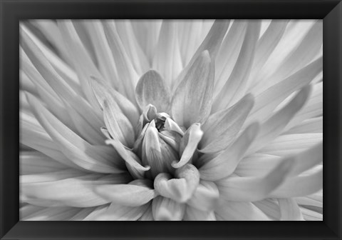 Framed Pink Dahlia A Print