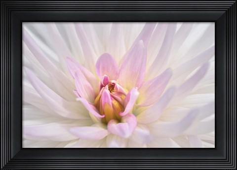 Framed Pink Dahlia B Print