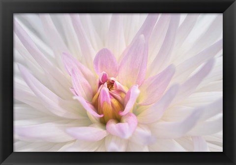 Framed Pink Dahlia B Print