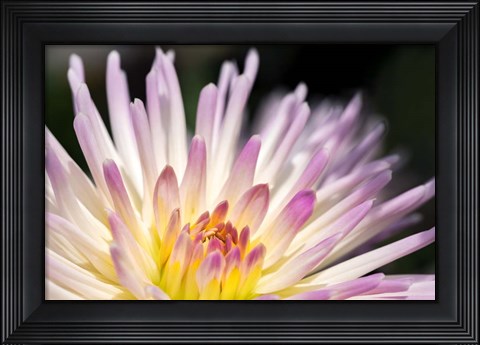 Framed Pink Dahlia C Print