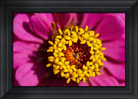 Framed Pink Zinnia D Print