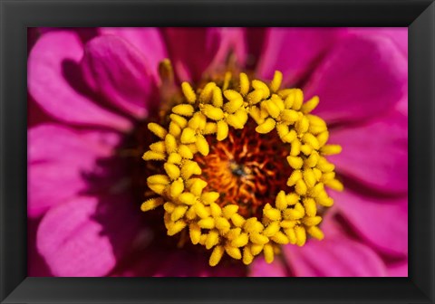 Framed Pink Zinnia D Print