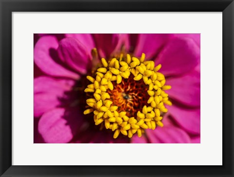 Framed Pink Zinnia D Print