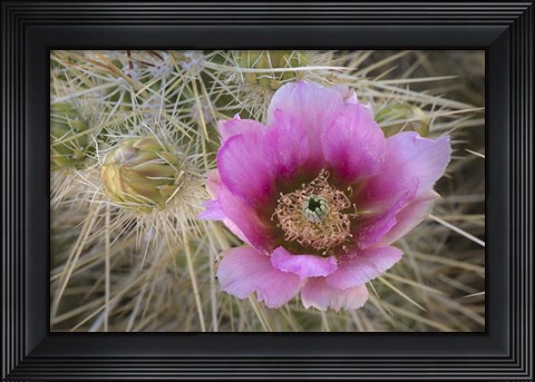 Framed Flowers On Engelmann&#39;s Hedgehog Cactus Print