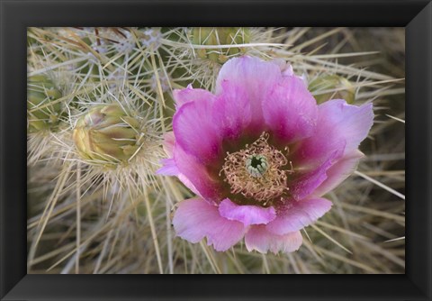 Framed Flowers On Engelmann&#39;s Hedgehog Cactus Print