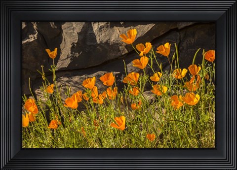 Framed California Poppies In Bloom Print
