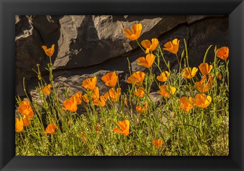 Framed California Poppies In Bloom Print