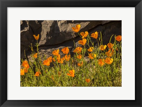 Framed California Poppies In Bloom Print