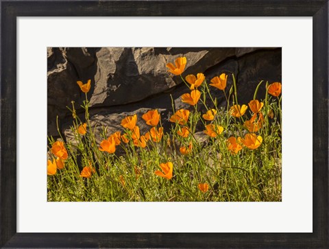 Framed California Poppies In Bloom Print
