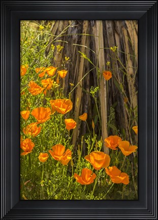 Framed Poppies In Bloom Print