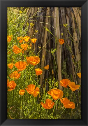 Framed Poppies In Bloom Print