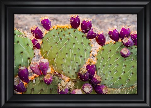 Framed California Prickly Pear Cactus Print