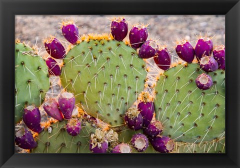 Framed California Prickly Pear Cactus Print