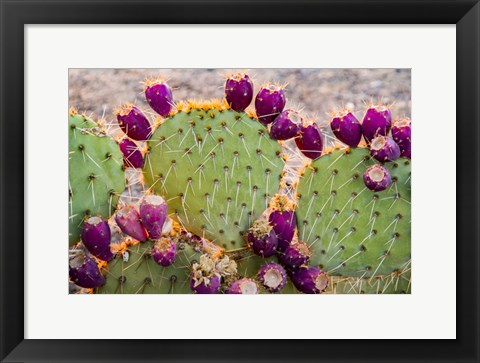 Framed California Prickly Pear Cactus Print