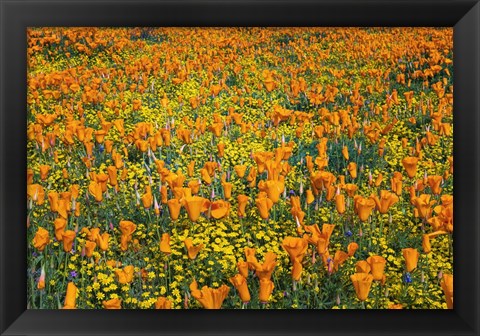 Framed California Poppies And Goldfield Print