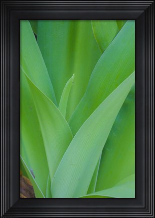 Framed Tropical Foliage Detail 1 Print