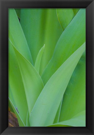 Framed Tropical Foliage Detail 1 Print