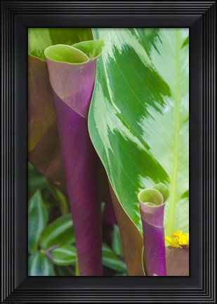 Framed Tropical Foliage Detail 2 Print