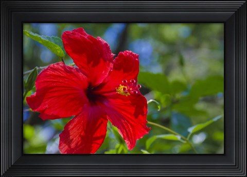 Framed Hibiscus Flower Print