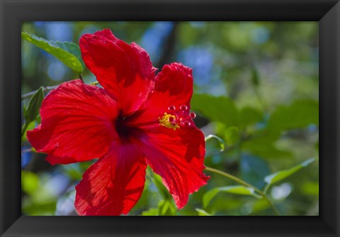 Framed Hibiscus Flower Print