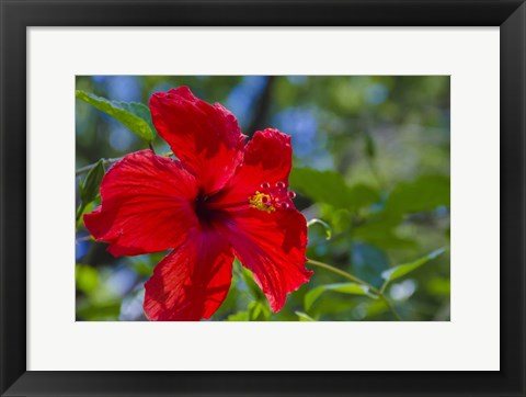 Framed Hibiscus Flower Print