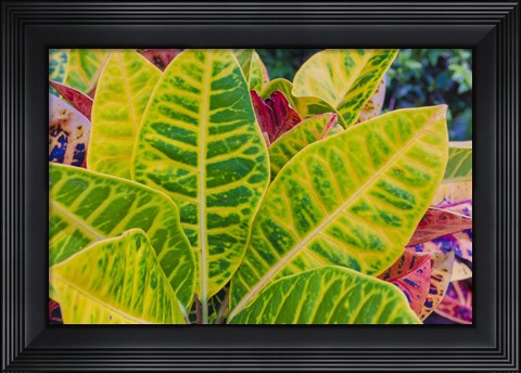 Framed Tropical Foliage Detail 3 Print