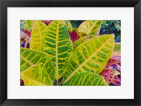 Framed Tropical Foliage Detail 3 Print