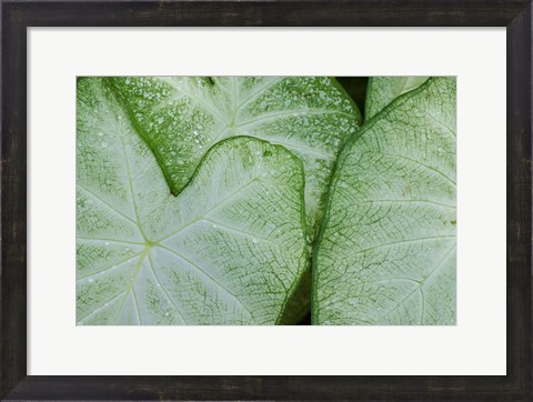 Framed Caladium Leaves Print