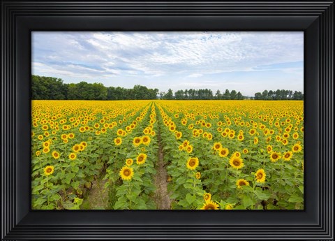 Framed Sunflowers In Field Print
