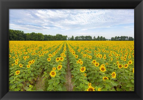 Framed Sunflowers In Field Print