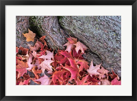 Framed Red Maple Leaves Print