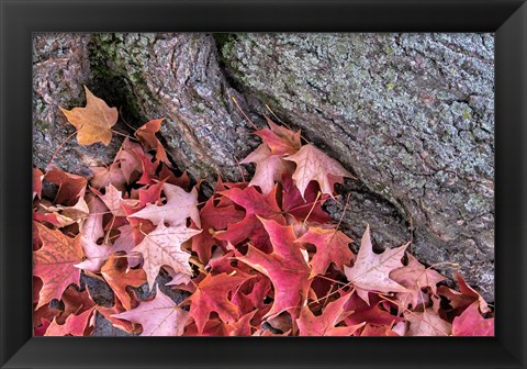 Framed Red Maple Leaves Print