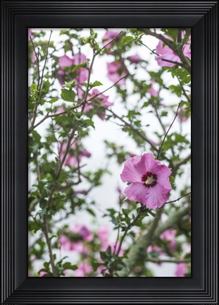 Framed Flowers In Fog Print