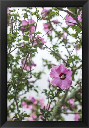 Framed Flowers In Fog Print