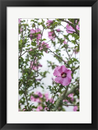 Framed Flowers In Fog Print