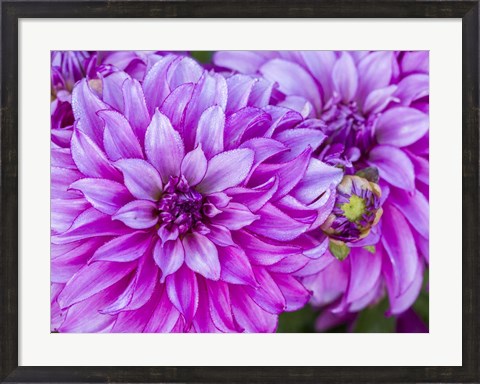 Framed Purple Dahlia Print